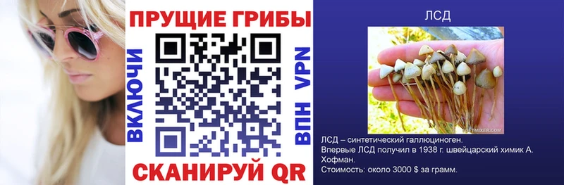 Галлюциногенные грибы прущие грибы  Пошехонье 